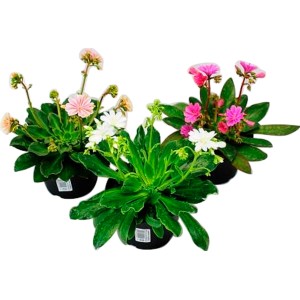Porzellanröschen Lewisia Cotyledon im Topf, verschiedene Farben (rosa, weiß).