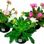 Porzellanröschen Lewisia Cotyledon im Topf, verschiedene Farben (rosa, weiß).