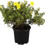 Gelber OBI Fingerstrauch im Topf, ca. 30-40 cm hoch. Potentilla fruticosa mit leuchtenden Blüten.