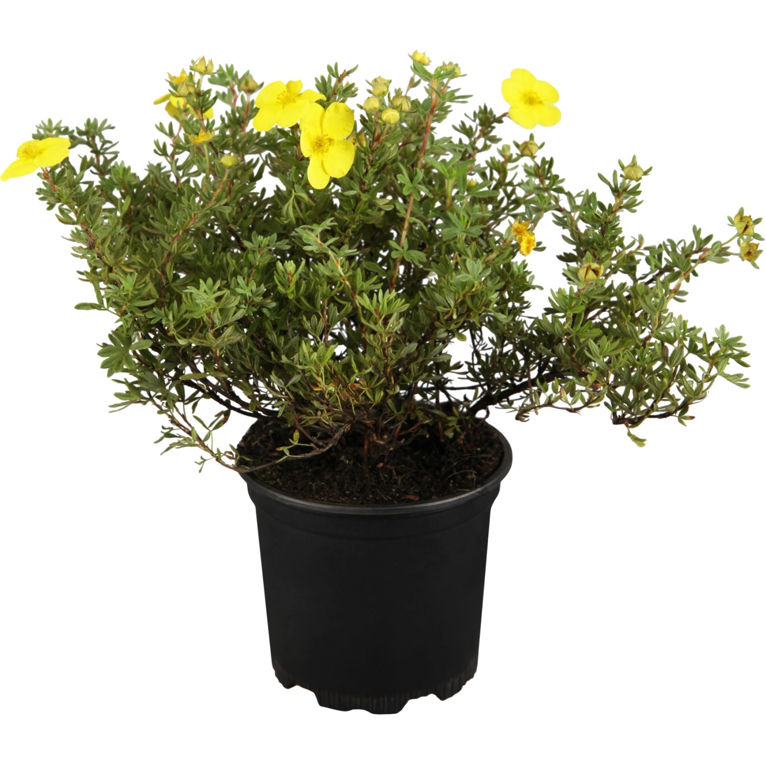 Gelber OBI Fingerstrauch im Topf, ca. 30-40 cm hoch. Potentilla fruticosa mit leuchtenden Blüten.
