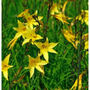 Gelbe, kleine Taglilie (Hemerocallis minor) im Gartenbeet.