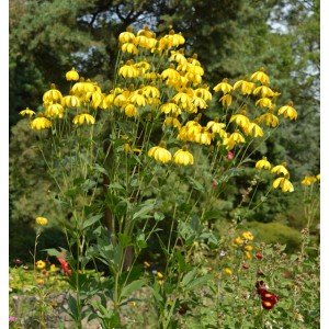 Gelbe Fallschirm Rudbeckia Herbstsonne (Rudbeckia nitida) im Gartenbeet.