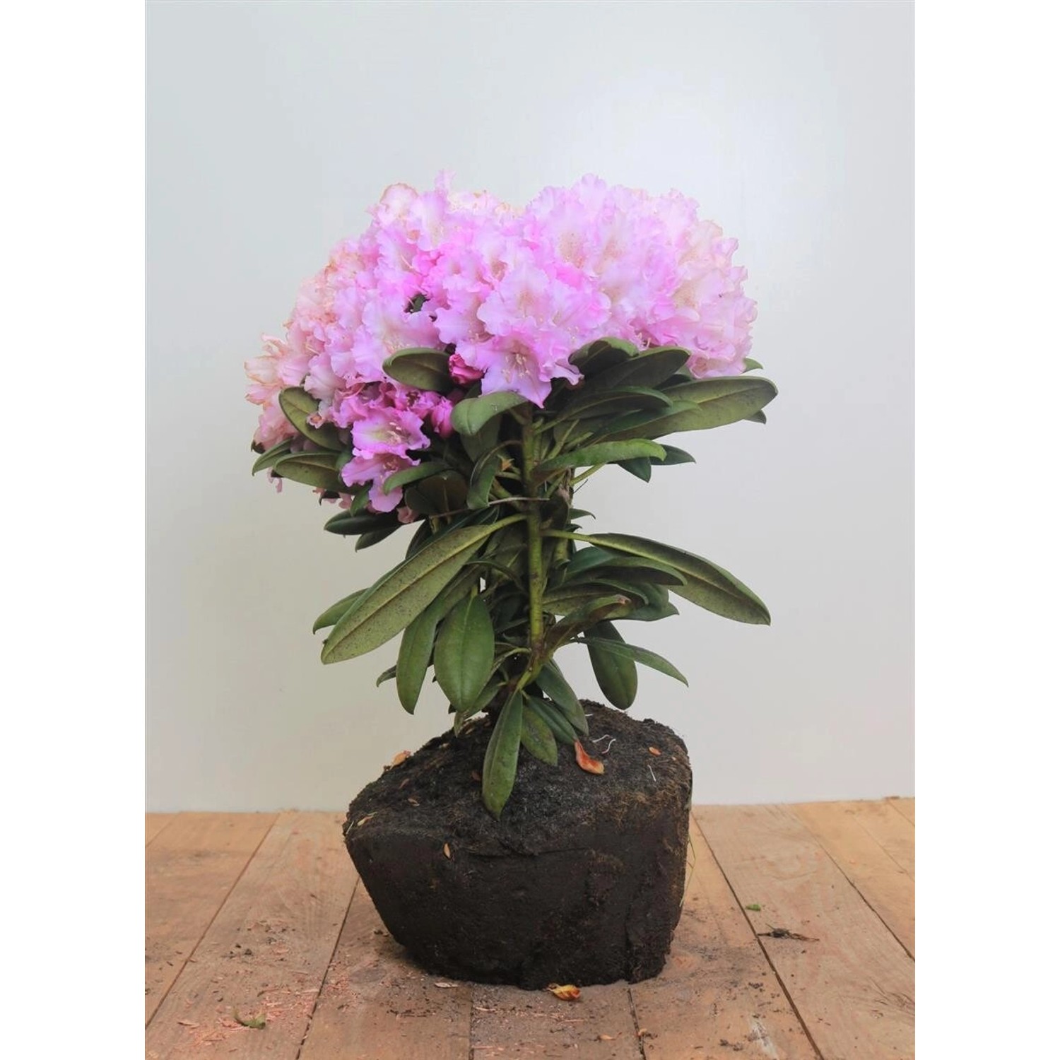 Rhododendron Yakushimanum Caroline Allbrook Rosa Blüten 40–50 cm günstig online kaufen
