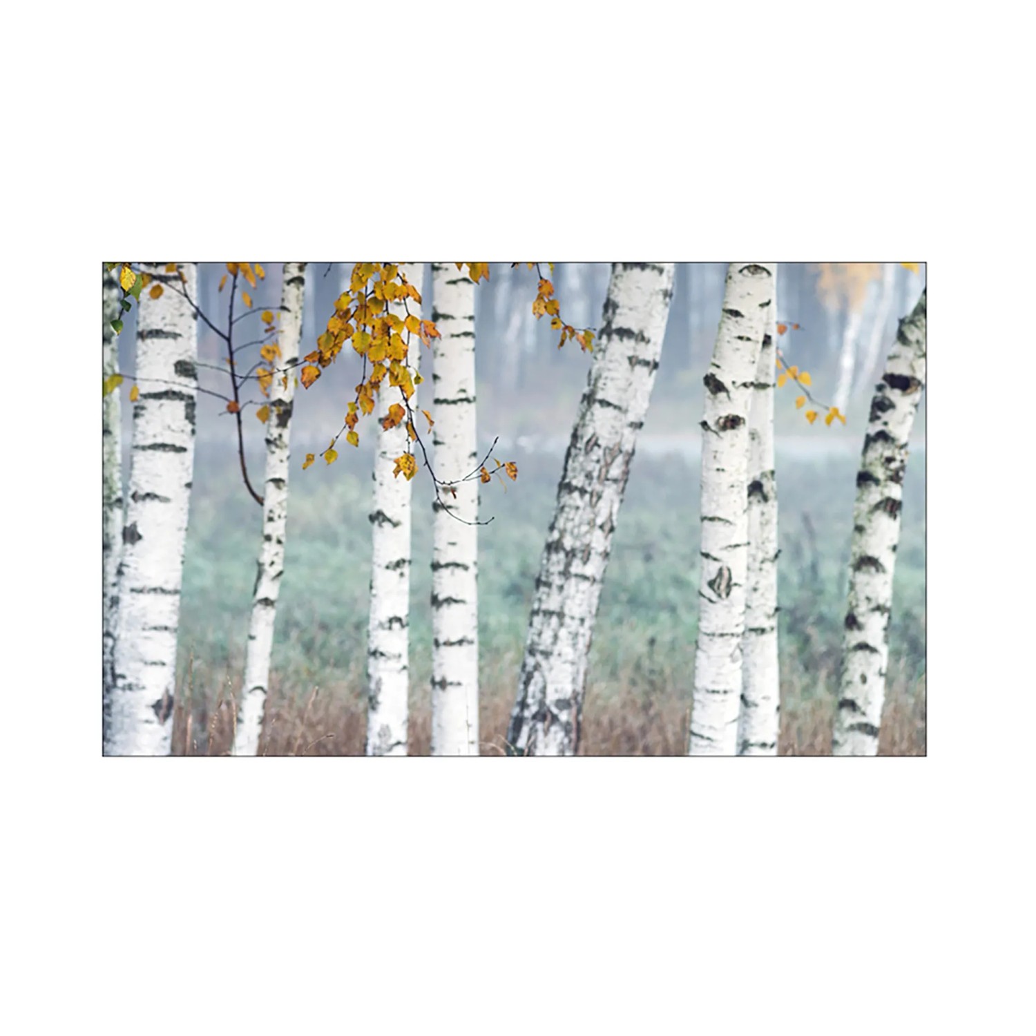 MySpotti Küchenrückwand Profix Cucina Birkenwald 100 x 60 cm Birke-Weiß