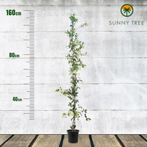 6er Set Toskanischer Jasmin, 160cm, winterharte Kletterpflanze mit weißen Blüten im Topf.