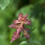 Junges, rotbraunes Blatt des Acer Campestre Feldahorn, Detailaufnahme.