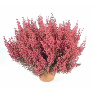 Glockenheide Rot im Topf, ca. 11 cm Ø, Heidekraut für Kübel und Terrasse.