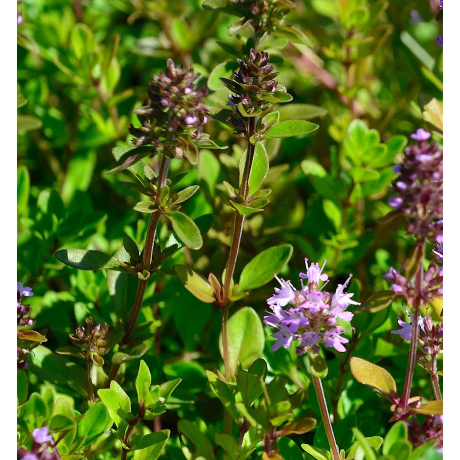 Breitblättrige Thymian Tabor - Thymus pulegioides günstig online kaufen