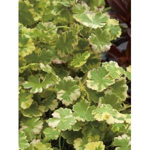 Wassernabel Bunt, Hydrocotyle sibthorpioides variegata, im Topf. Schwimmpflanze mit grün-weißen Blättern.