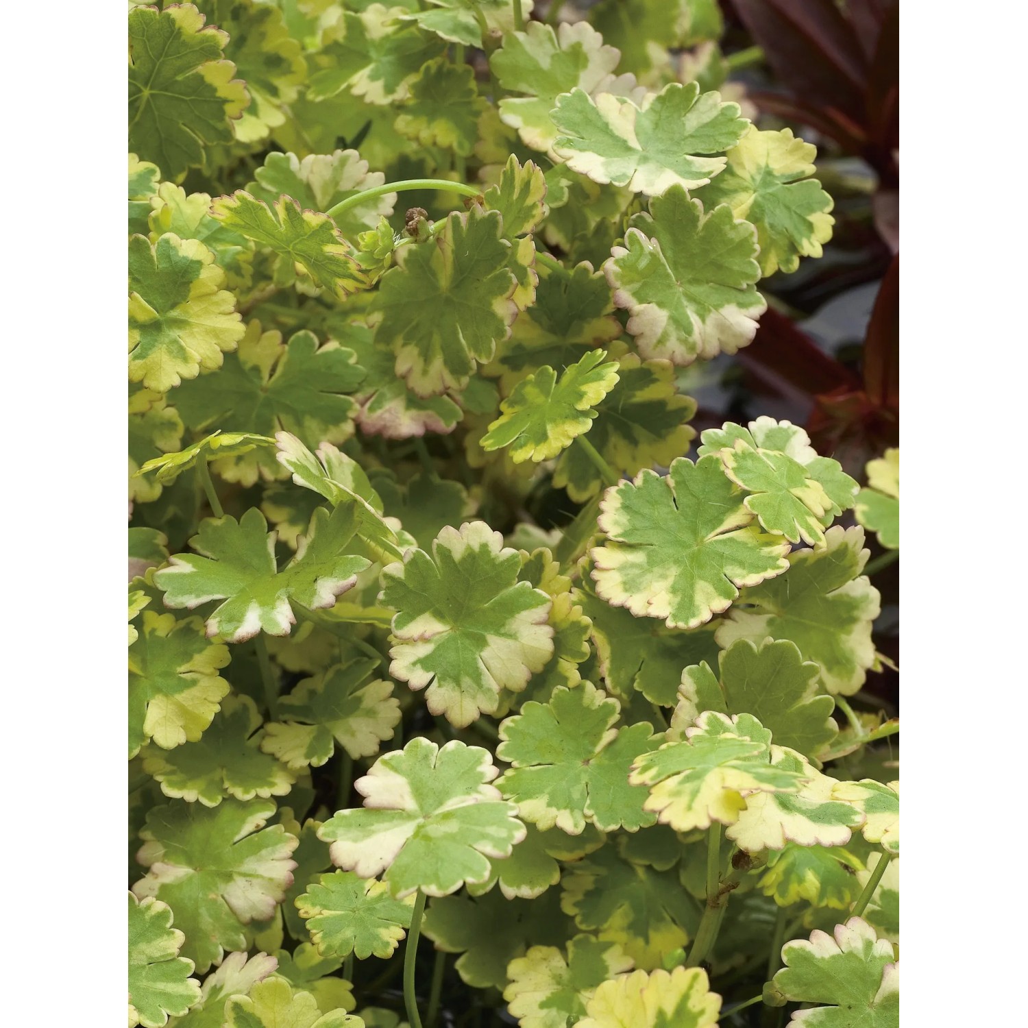 Wassernabel Bunt, Hydrocotyle sibthorpioides variegata, im Topf. Schwimmpflanze mit grün-weißen Blättern.