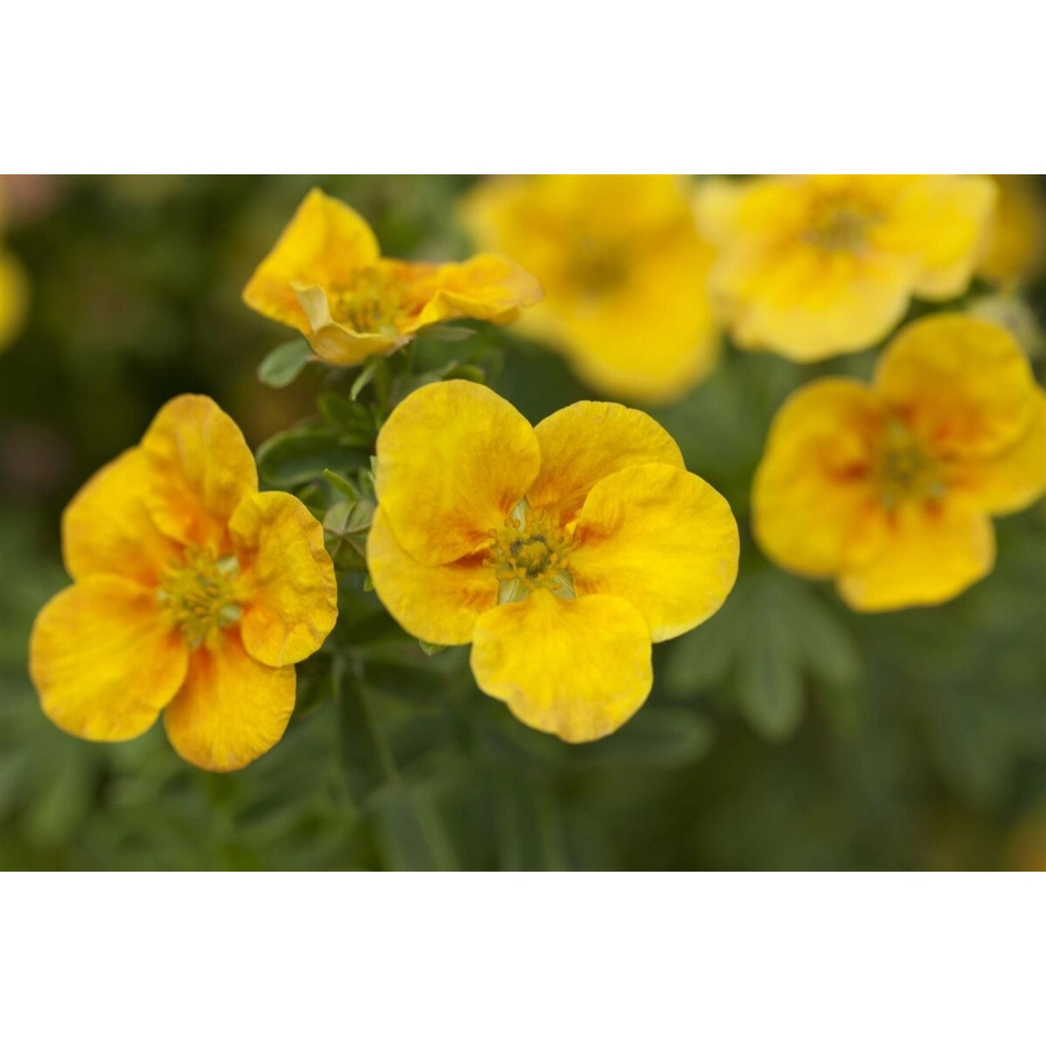 Potentilla Fruticosa Mango Tango Fingerstrauch Orange-Gelb 25–30 cm günstig online kaufen