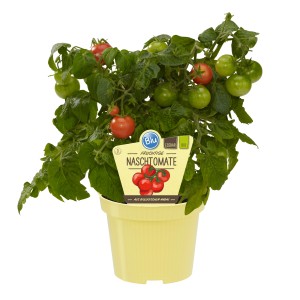 Blu Bio-Cherry-Tomate im Topf mit roten und grünen Tomaten.