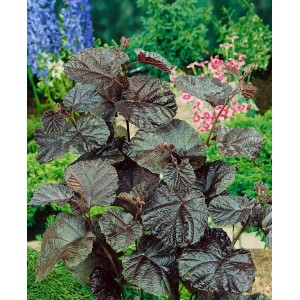 Purpur-Hasel (Corylus Maxima Purpurea), 60–100 cm, mit markanten, dunkelroten Blättern.