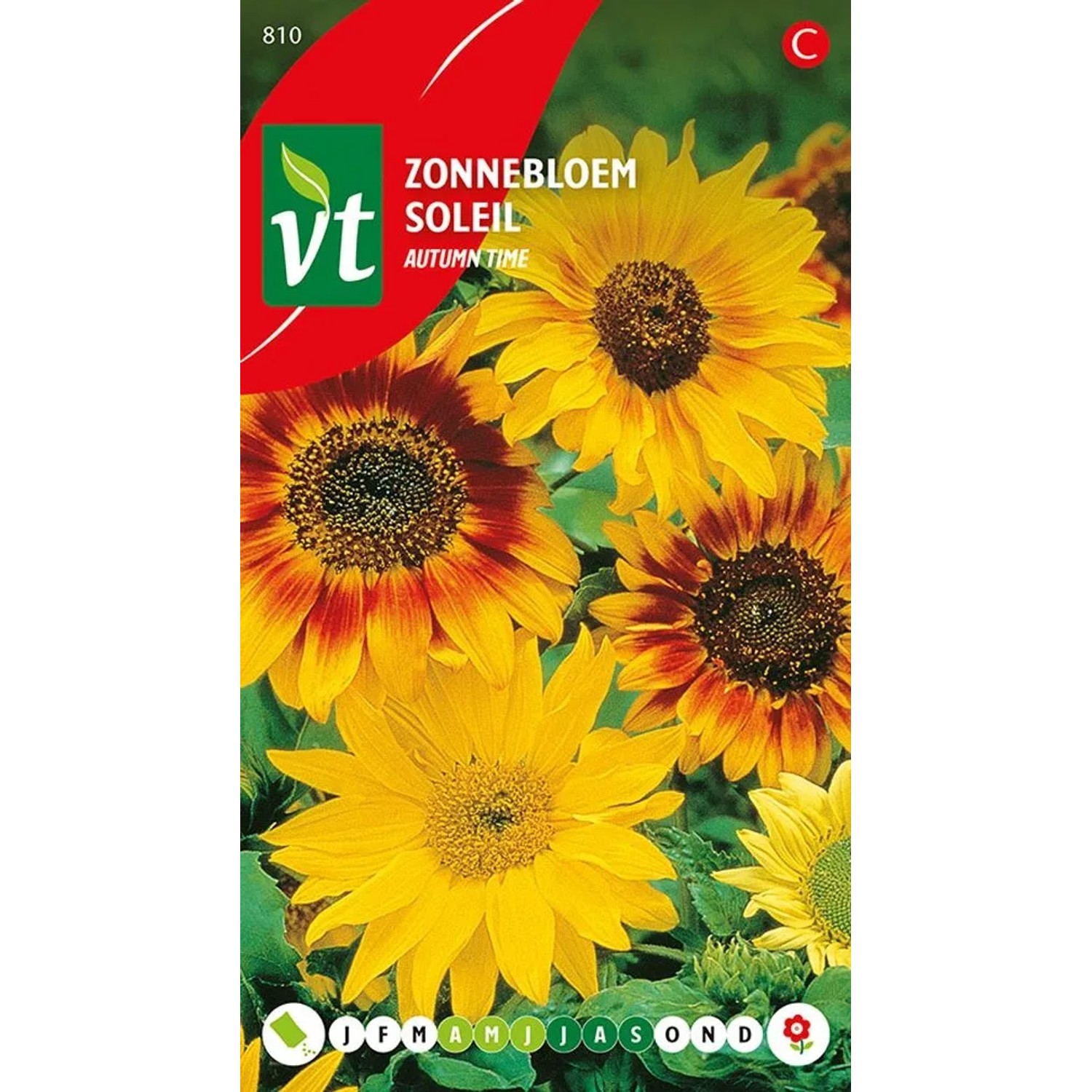 Sonnenblume 'Herbstzeit' Saatgut ca. 1 g Großblütig