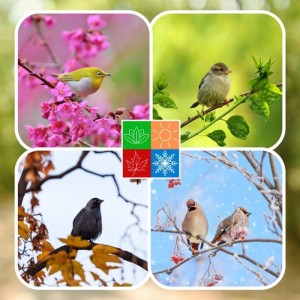 Wildvögel in Frühling, Sommer, Herbst und Winter. Collage zeigt Ganzjahresfutter für Wildvögel mit Mehlwürmern.