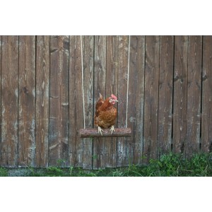 Braunes Huhn sitzt auf einer Hühnerschaukel aus Holz vor einem Holzzaun.