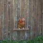 Braunes Huhn sitzt auf einer Hühnerschaukel aus Holz vor einem Holzzaun.