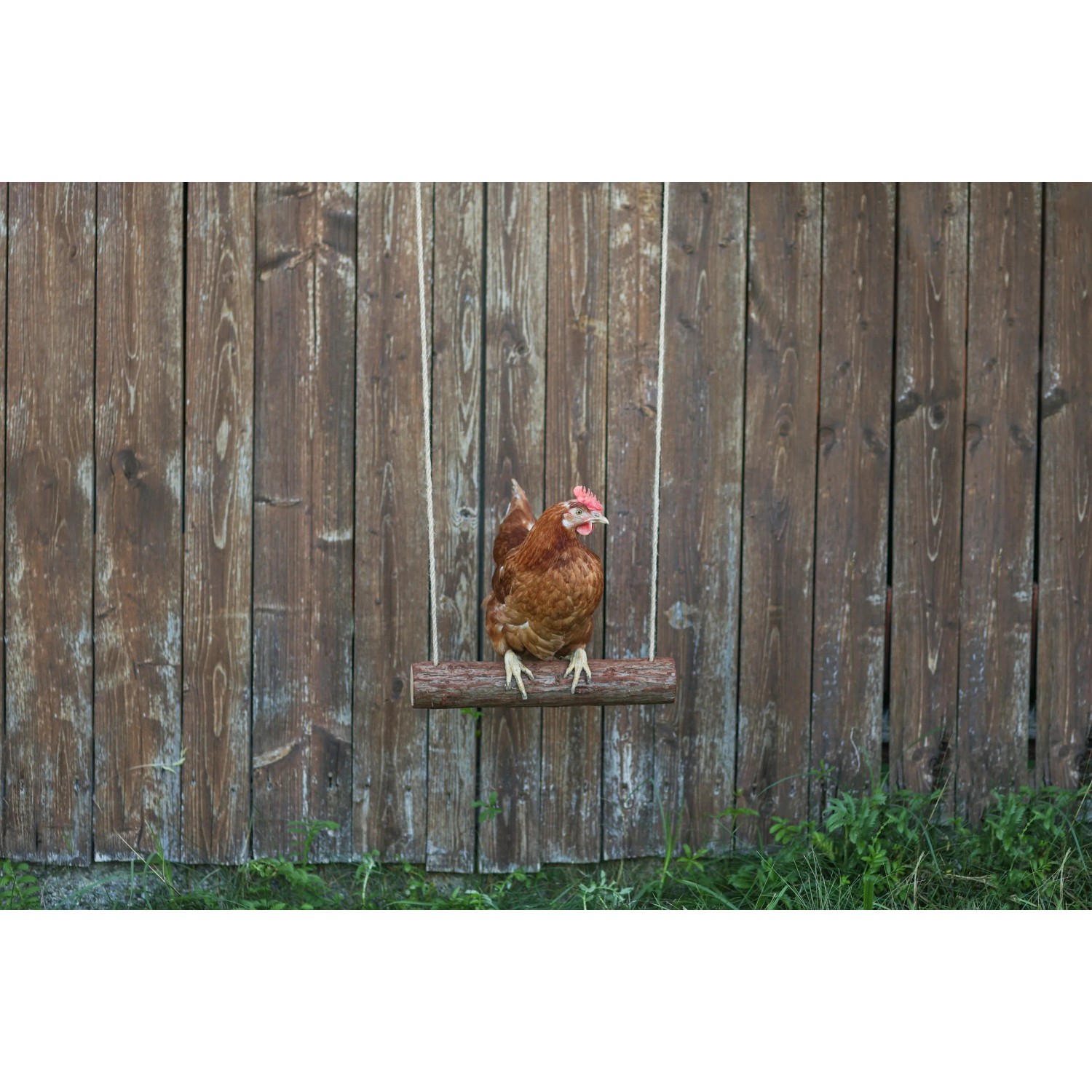 Braunes Huhn sitzt auf einer Hühnerschaukel aus Holz vor einem Holzzaun.