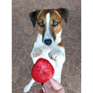 Jack Russell Terrier bettelt vor PVC Bodenbelag in Steinoptik um Erdbeere.