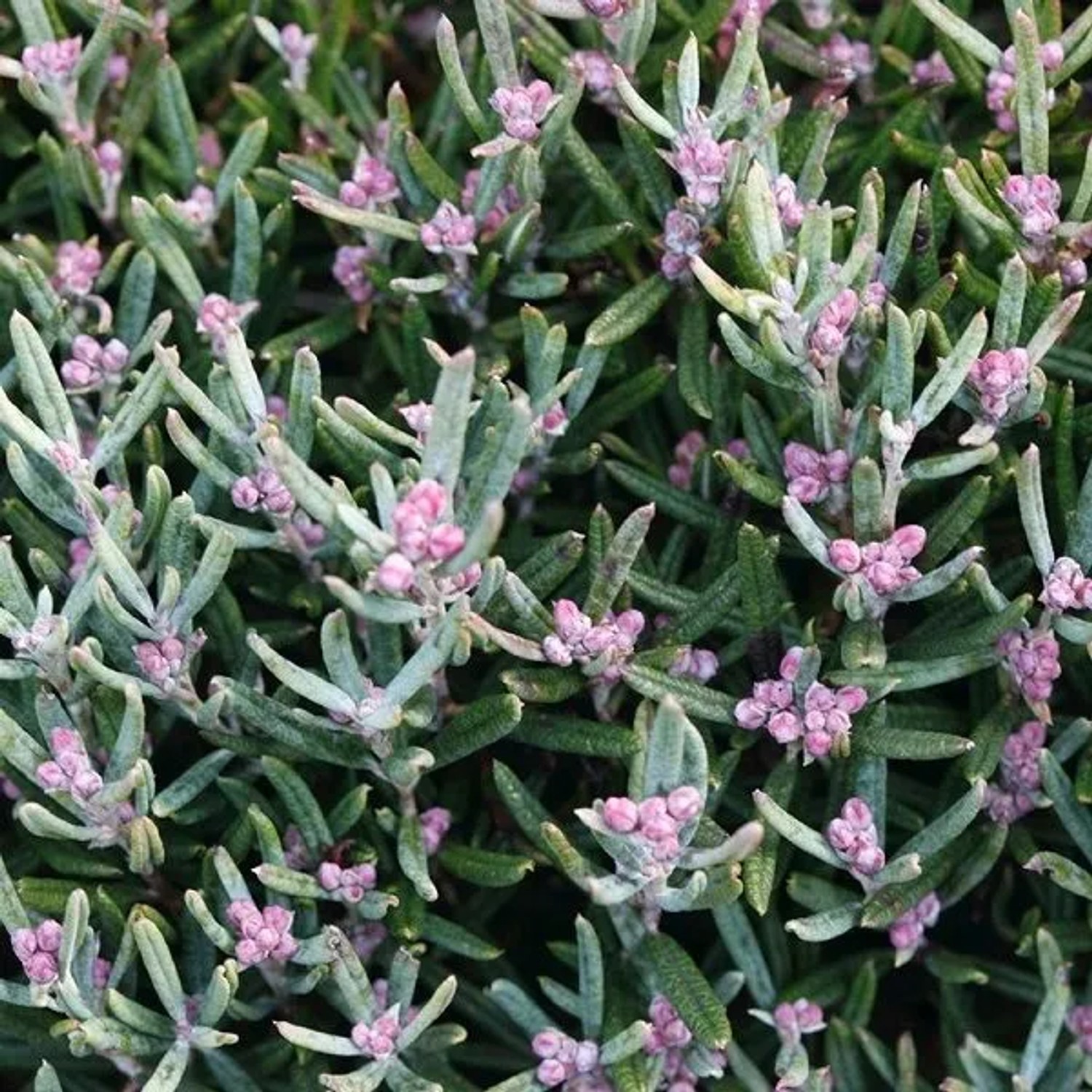 Rosmarinheide 'Blue Ice' Andromeda polifolia 15 bis 20 cm im Container Immergrün