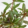 Dennerle Plants Aquariumpflanze Ludwigia Glandulosa mit grünen und roten Blättern.