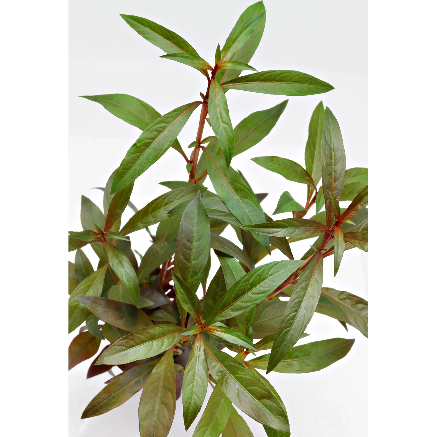 Dennerle Plants Aquariumpflanze Ludwigia Glandulosa mit grünen und roten Blättern.