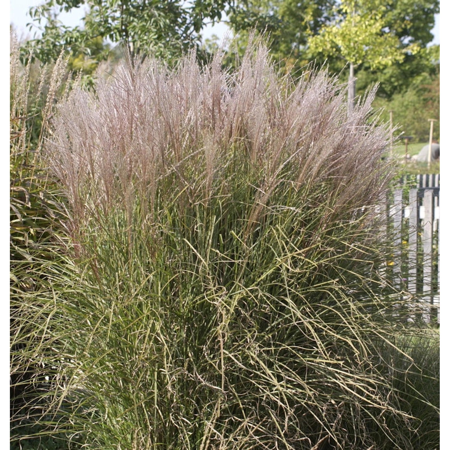 Chinaschilf Silberspinne - Miscanthus sinensis günstig online kaufen