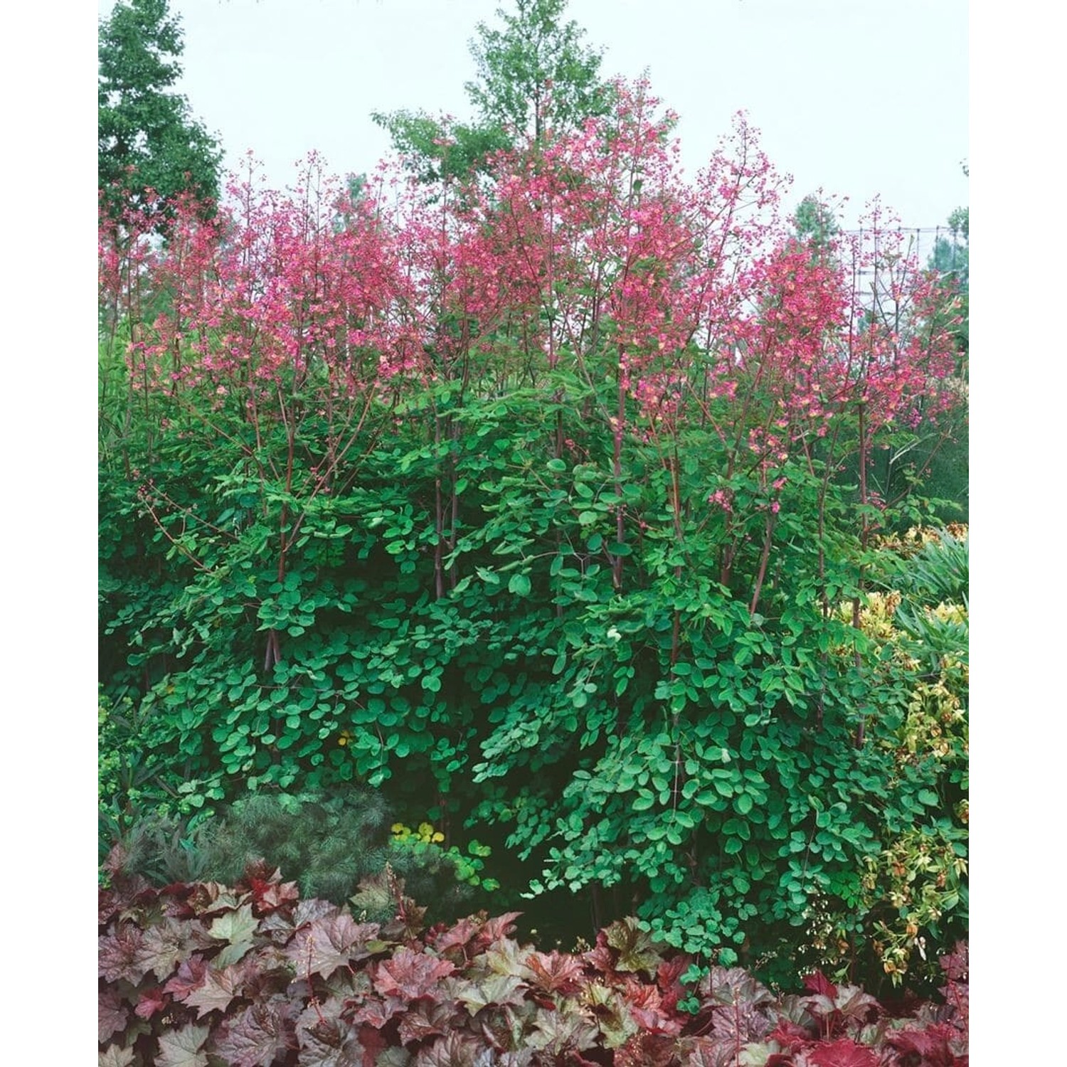Thalictrum Rochebrunianum Hohe Wiesenraute Ca. 9x9 cm Topf günstig online kaufen