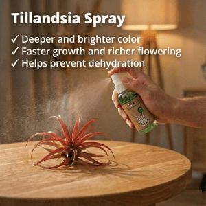 Vdvelde Tillandsia Spray 3 Stück   Pflege   Luftpflanzen