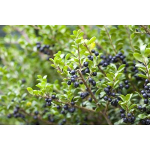 Detailaufnahme der Ilex crenata 'Convexa' Heckenpflanze mit grünen Blättern und dunklen Beeren.