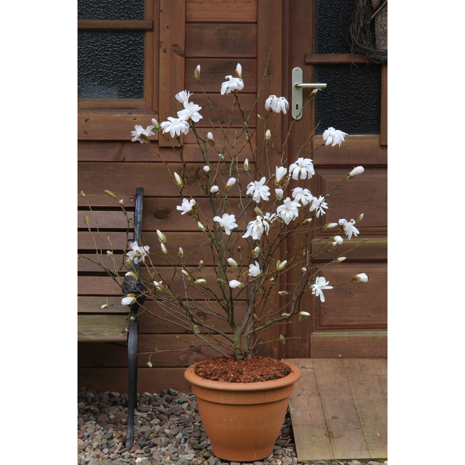 Sternmagnolie 50-60 cm 6 l Magnolia stellata kaufen bei OBI