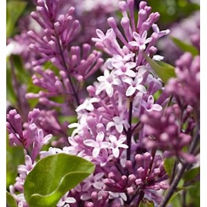 Nahaufnahme des blühenden Zwergflieder 'Meyers Palibin' mit lila Blütenständen.