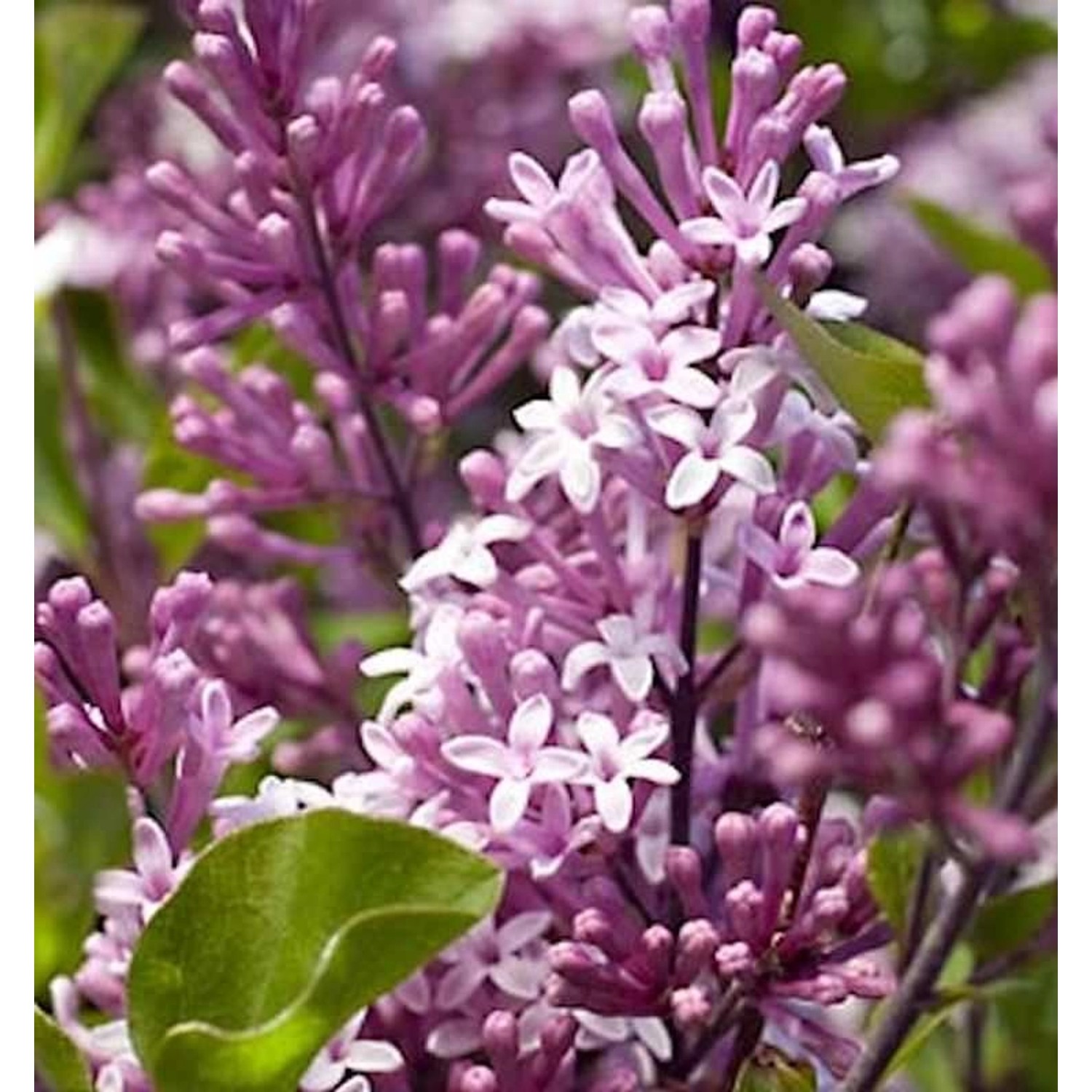 Hochstamm Zwergflieder Meyers Palibin 80-100cm - Syringa meyeri