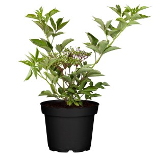 Schwarzer Holunder (Sambucus nigra) im 3 l Topf, ca. 40-60 cm hoch, mit grünen Blättern und unreifen Beeren.