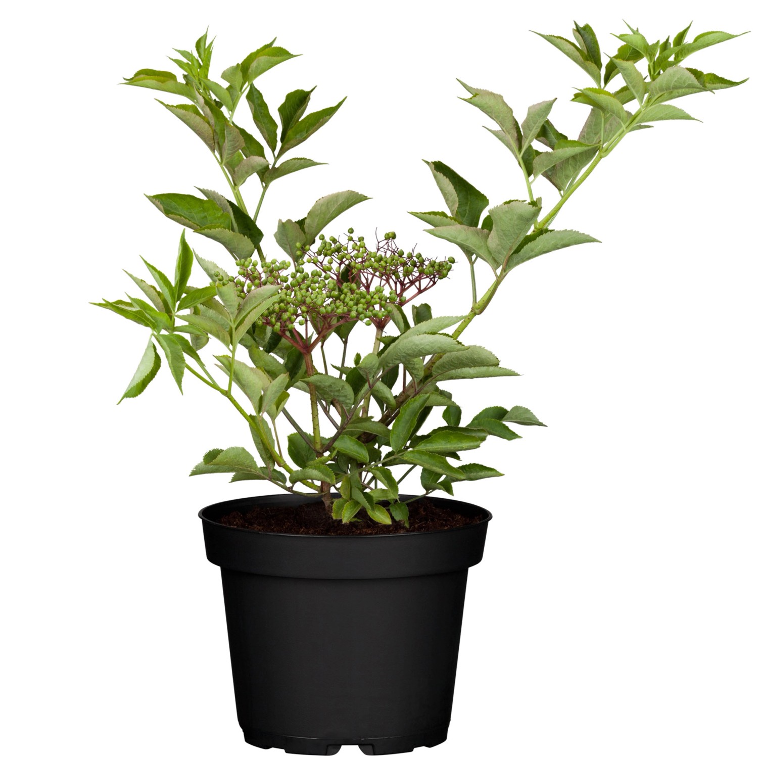 Schwarzer Holunder Höhe ca. 40 - 60 cm Topf ca. 3 l Sambucus nigra günstig online kaufen