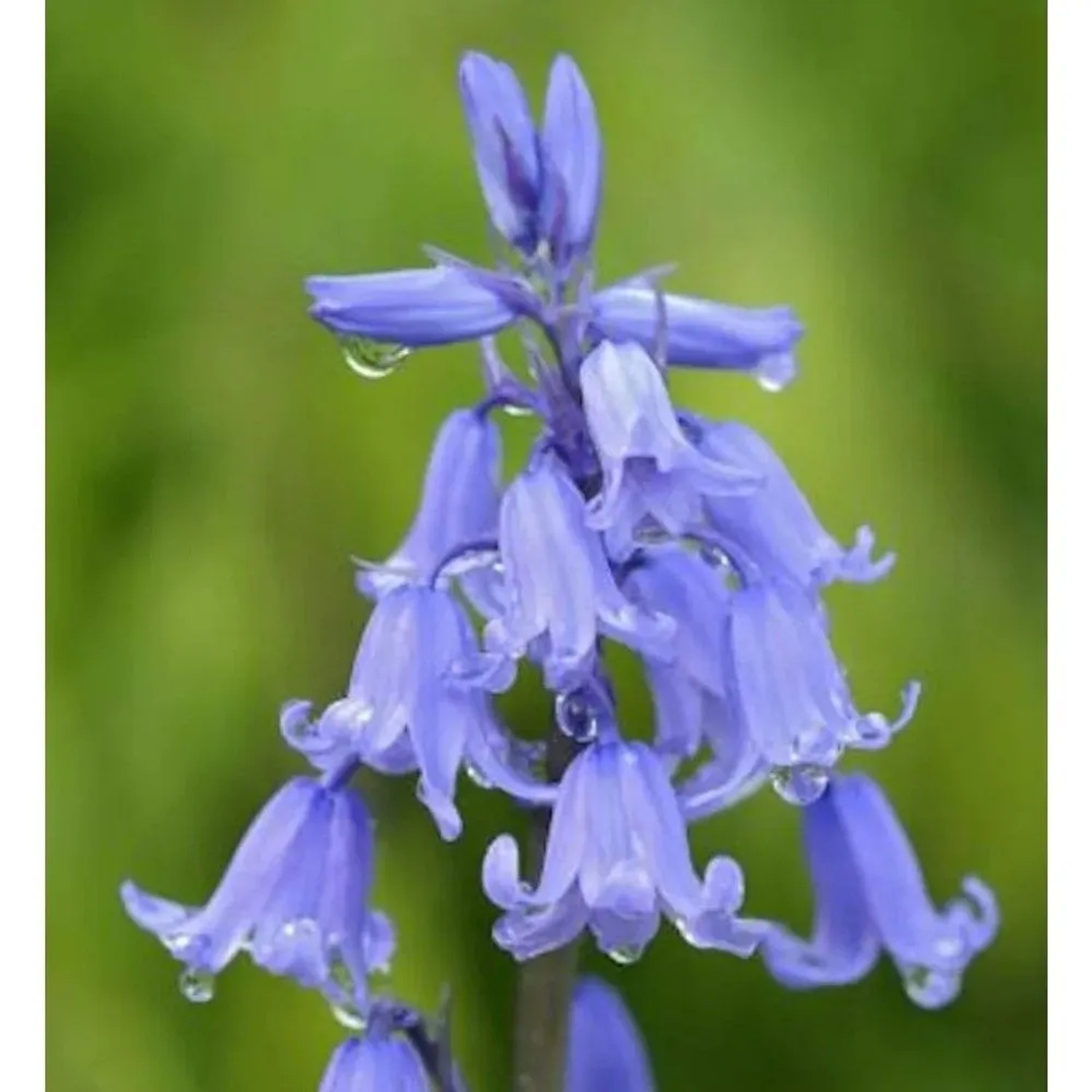 Glockenblaustern - Hyacinthoides hispanica