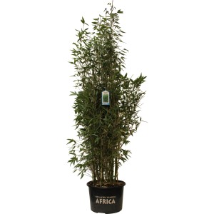 Blauer Drachenschuppenbambus Blue Lizzard, 150-175 cm hoch im Topf.