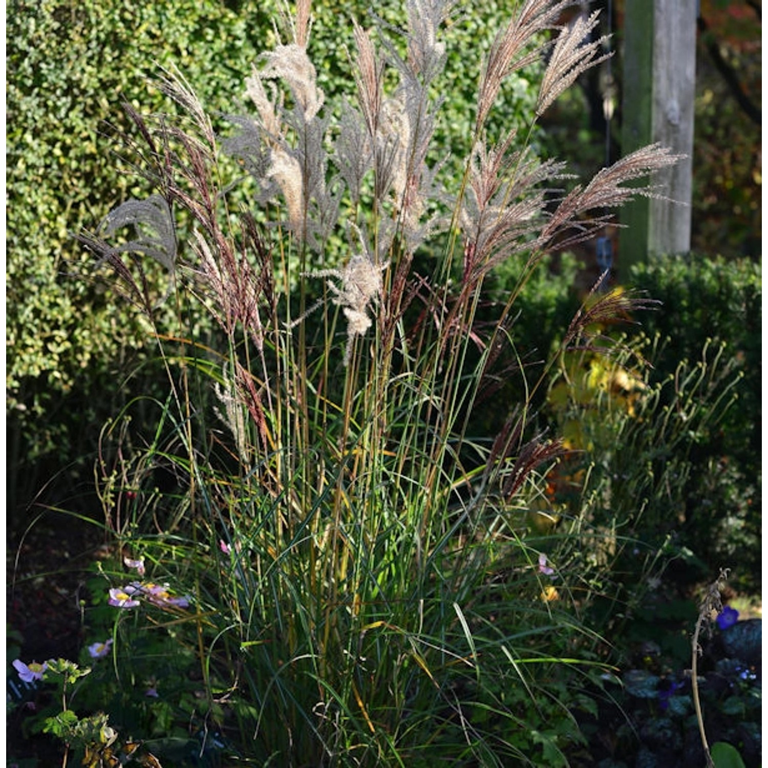 Chinaschilf China - Miscanthus sinensis günstig online kaufen