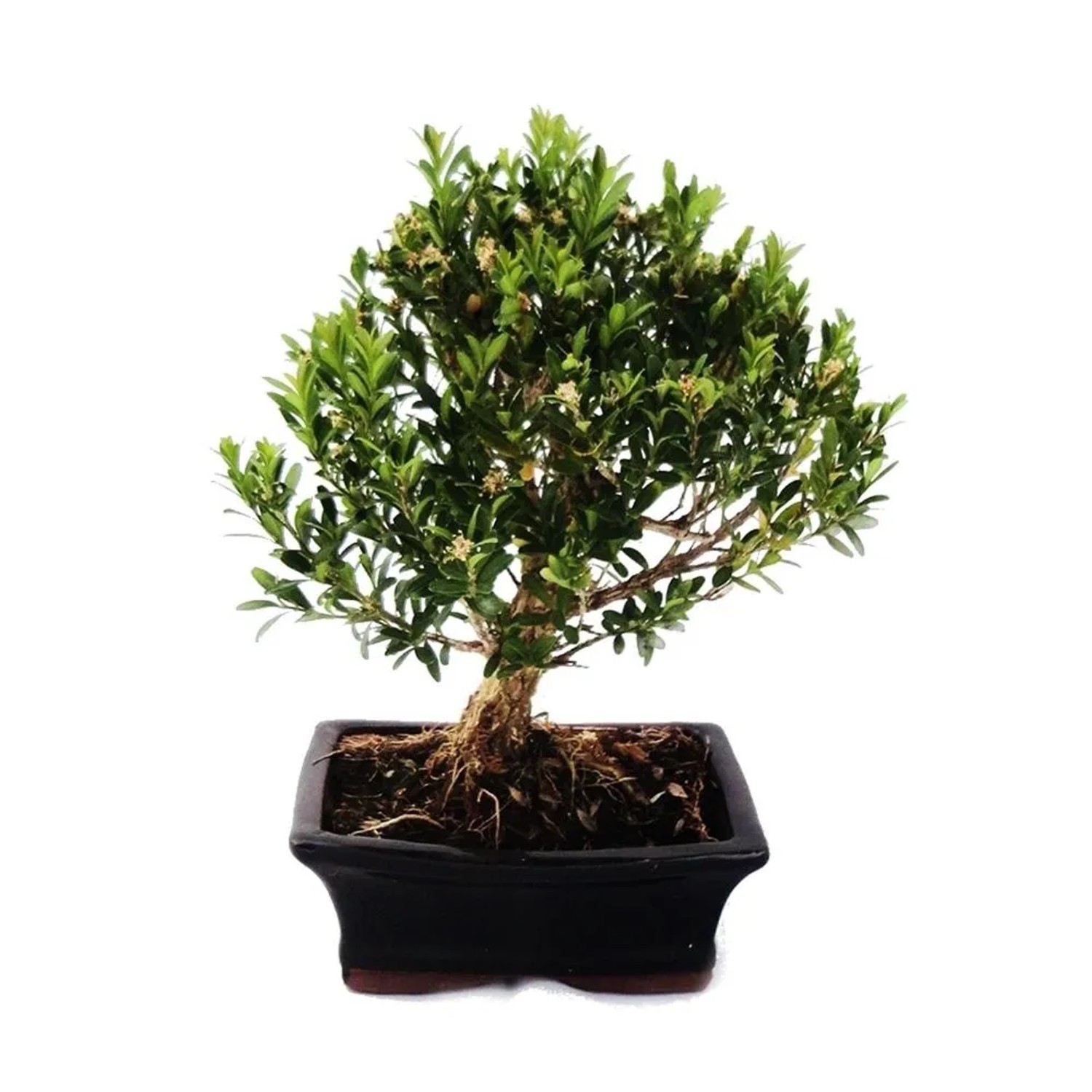 Exotenherz Bonsai Buchsbaum Buxus Herlandii 15cm