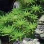 Dennerle Plants Pogostemon Helferi Aquariumpflanze im Detail, grüne Vordergrundpflanze.