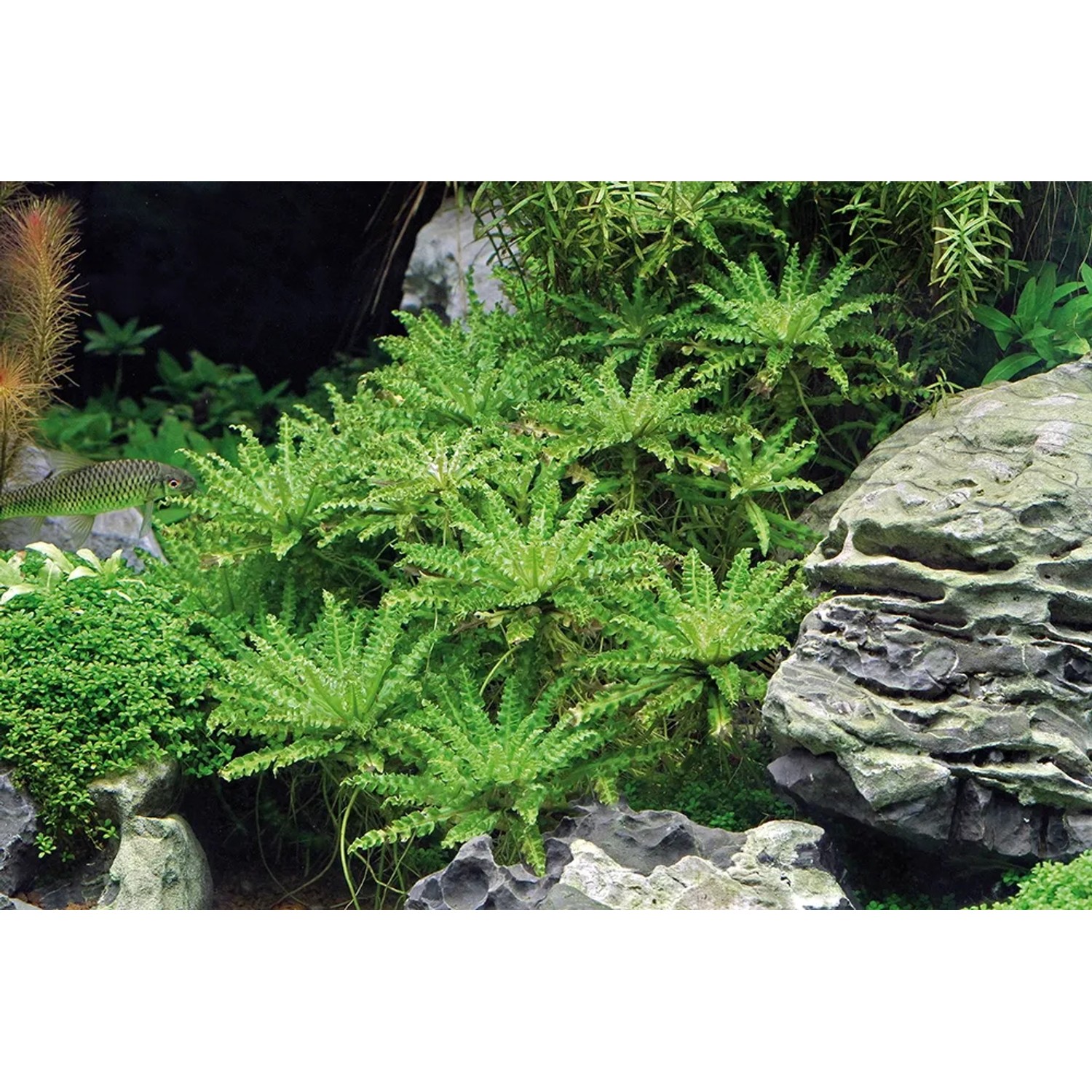Dennerle Plants Pogostemon Helferi Aquariumpflanze im Detail, grüne Vordergrundpflanze.