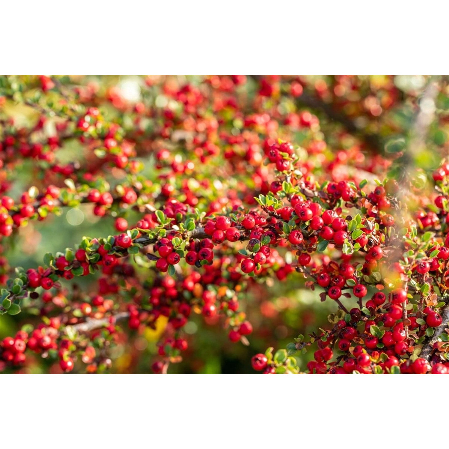 Cotoneaster Horizontalis Fächer-Zwergmispel 80 cm Stammhöhe günstig online kaufen
