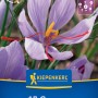 Kiepenkerl Blumenzwiebel Safrankrokus 15 Stück