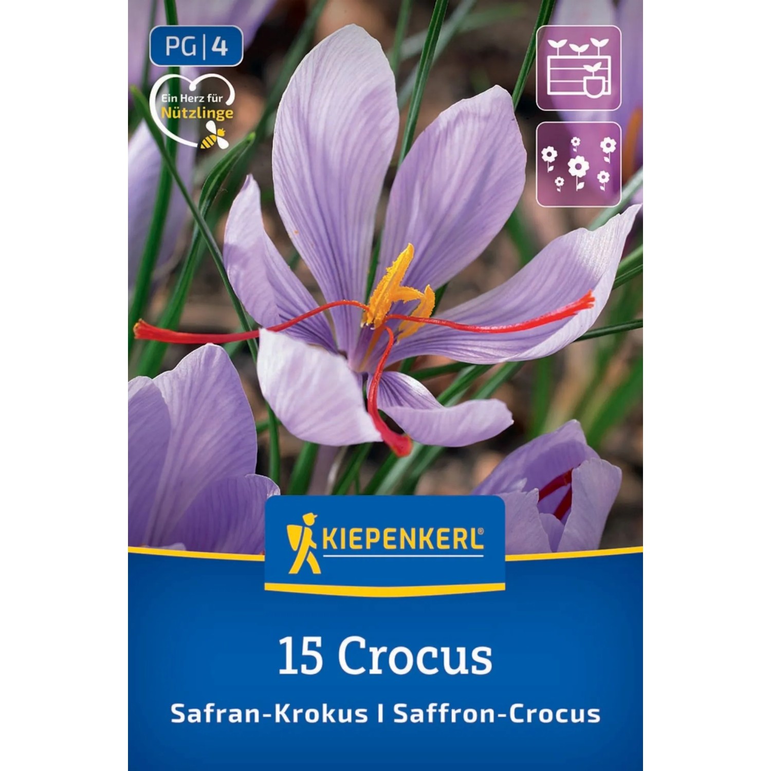 Kiepenkerl Blumenzwiebel Safrankrokus 15 Stück