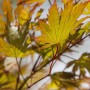 Nahaufnahme: Japanischer Ahorn (Acer Palmatum) mit filigranen, gelb-roten Blättern.