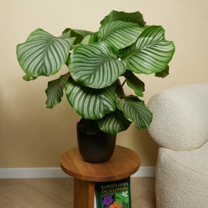 GROW by OBI Korbmarante Höhe ca. 70 cm Topf-Ø ca. 21 cm Calathea orbifolia