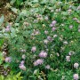 Tauben-Skabiose (Scabiosa Columbaria) im 9x9 cm Topf mit zarten, lila Blüten.