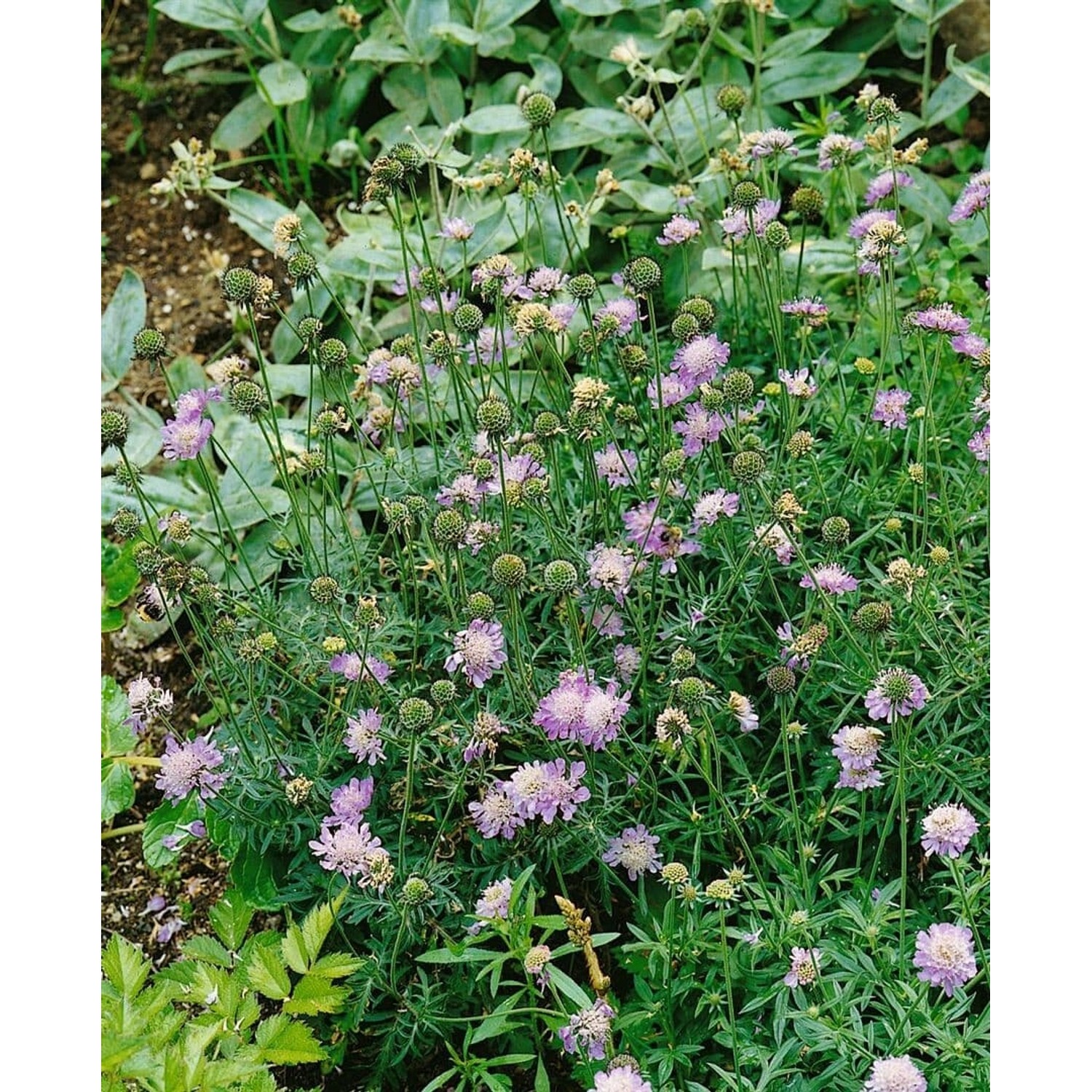 Scabiosa Columbaria Tauben-Skabiose Ca. 9x9 cm Topf günstig online kaufen