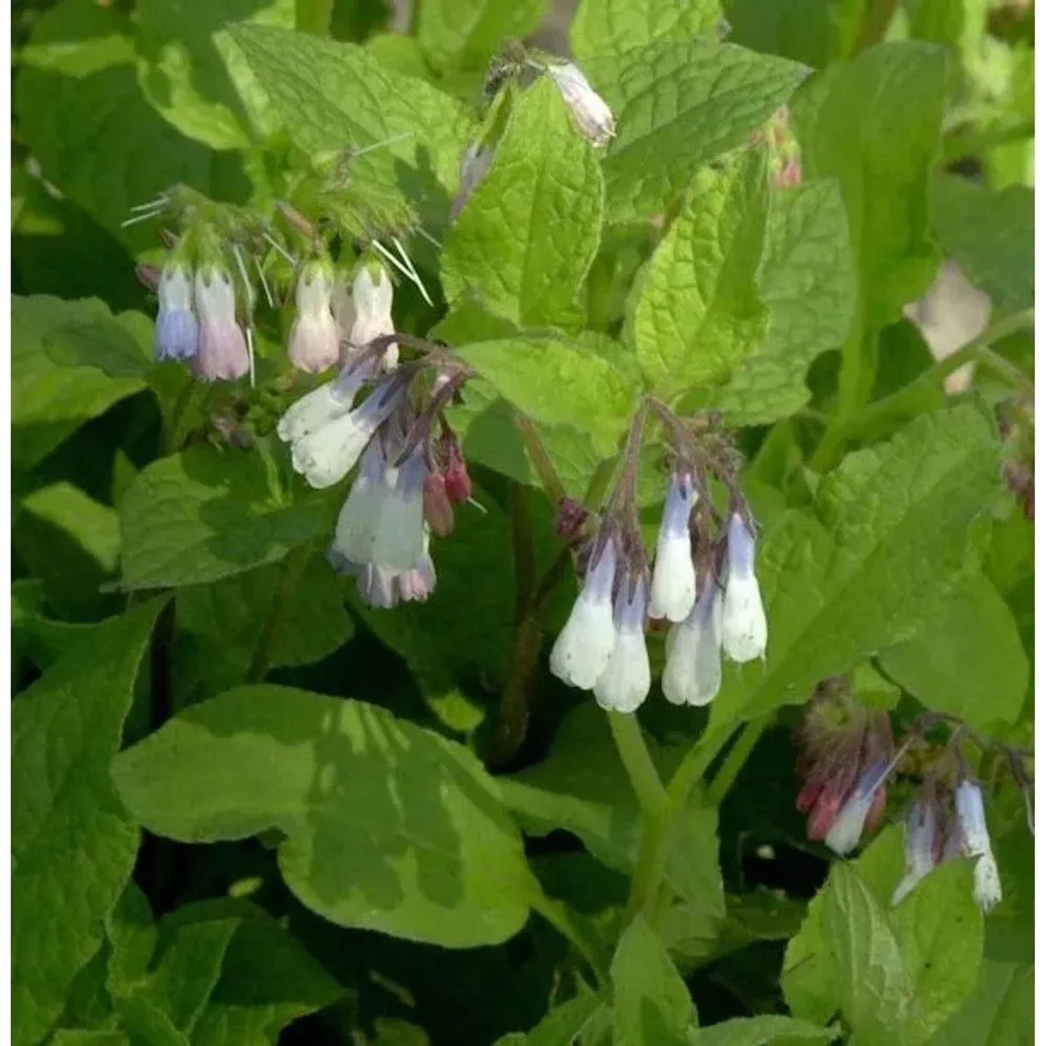 Kaukasus Beinwell Hidcote Blue - Symphytum grandiflorum