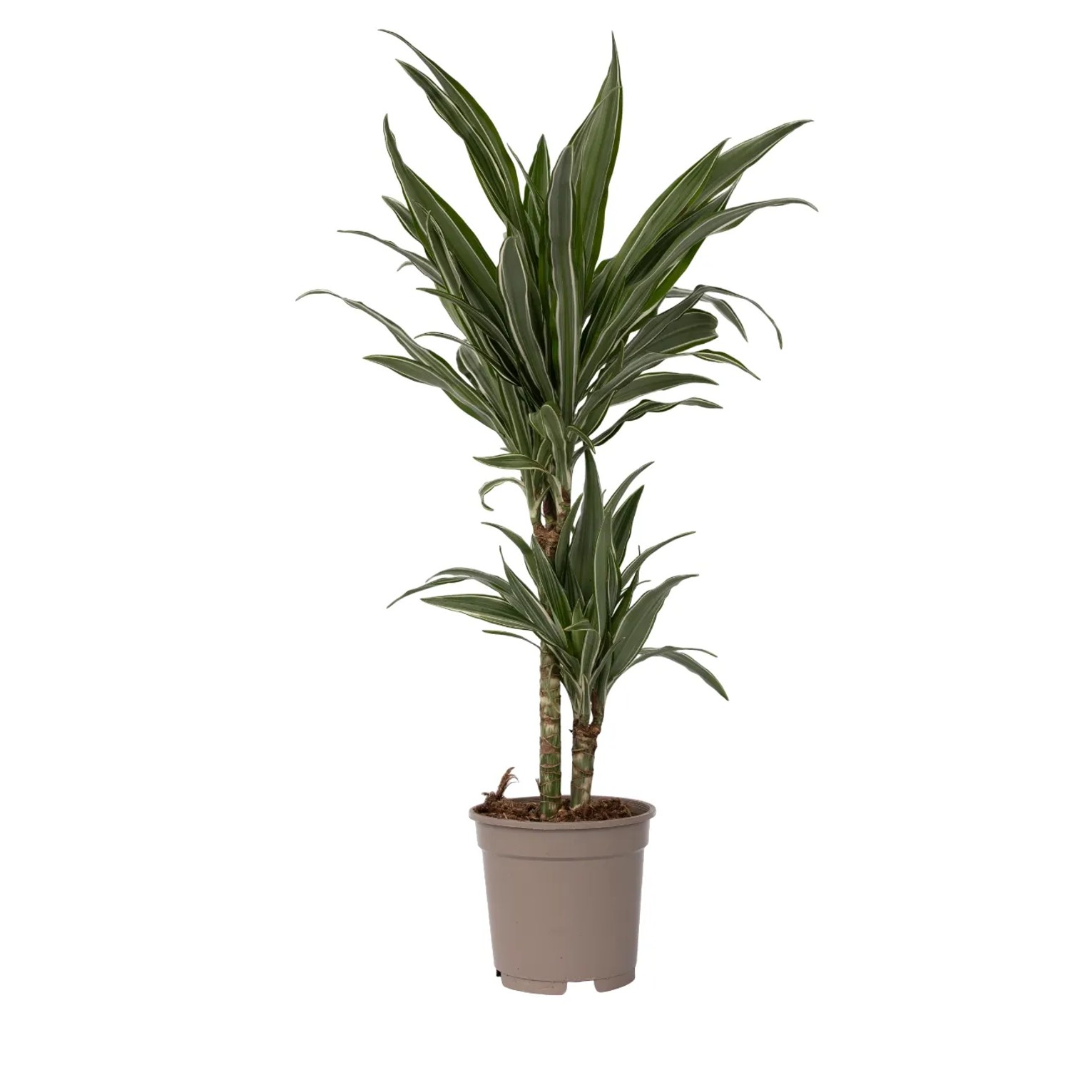 Plant In A Box Drachenbaum  Dracaena 'Warneckei' Höhe 60cm Ø17 Grün